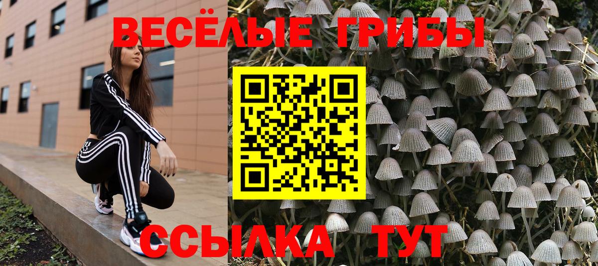 купить наркотик  Вход с VPN  Малгобек  Псилоцибиновые грибы мицелий 